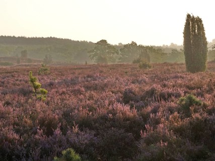 Heath blossom in the early morning in the Lüneburg Heath nature Park. The landscape in the heath