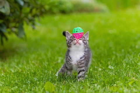 House cat, kitten with bell ball, mackerel, toys