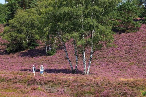 Fischbeker Heide nature reserve with hikers, heather blossom, flowering common heather (Calluna