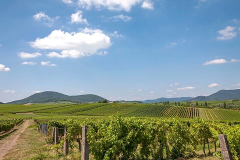 View over vineyards, German or Southern Wine Route, Southern Palatinate, Palatinate,