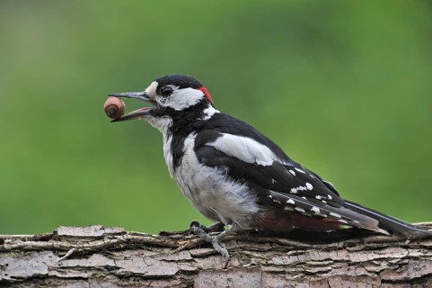 Great Spotted Woodpecker (Dendrocopos major), Greater Spotted Woodpecker male with hazelnut in beak