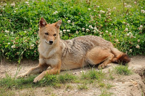 Golden jackal (Canis aureus), captive, occurring in Asia and Europe