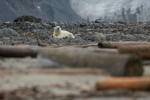 Reclining polar bear (Ursus maritimus), male, Blomstrandhalvoya, Svalbard and Jan Mayen