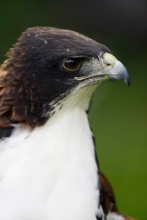 Hybrid between White-tailed Hawk and Red-backed Hawk (Buteo albicaudatus) (Geranoaetus albicaudatus