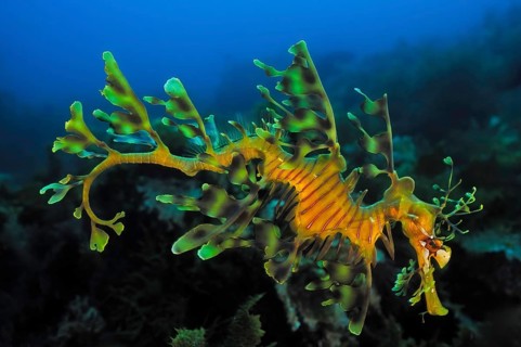 Ragfish (Phycodurus eques), Kangaroo Island, Pacific Ocean, South Australia