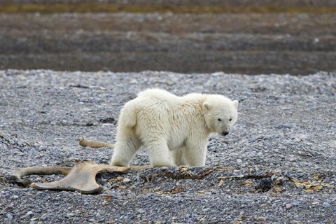 Young scavenging polar bear (Ursus maritimus) cub foraging among stranded whale bones on shingle