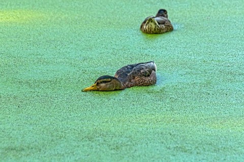 Mallards (Anas platyrhynchos) females swimming on pond with duckweeds (Lemna), duckweed, small lake