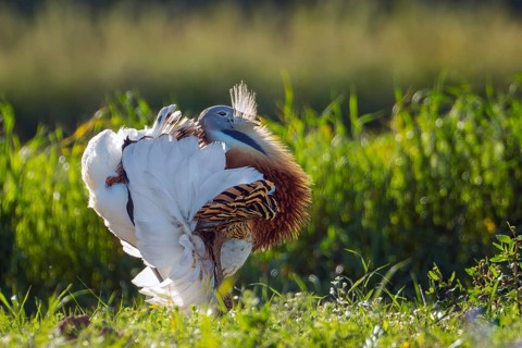 Great bustard (Otis tarda) mating male, spread beard feathers and wings, heaviest flying bird, La