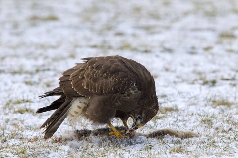 Common buzzard (Buteo buteo) feeding on hare in the snow in winter, Germany, Europe
