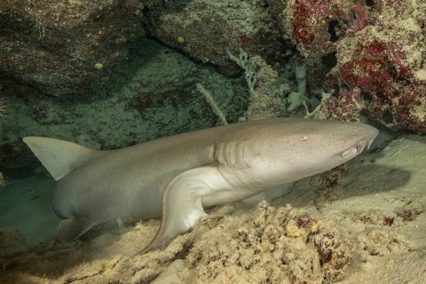 Nurse shark (Nebrius ferrugineus) lying in small grotto leaning on pectoral fin lifting upper body,