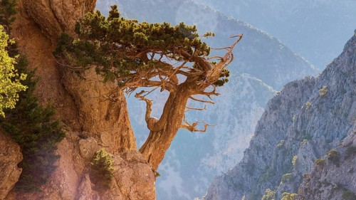 Gnarled tree clinging to rocks, HDR, Gingilos, Hiking on the Gingilos, Morning light, Samaria