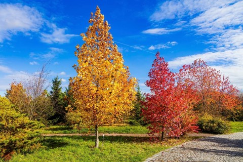 The Forest Botanical Garden Tharandt is an institution of the Technical University of Dresden and