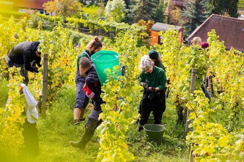 Saxon State Winery Schloss Wackerbarth invites the press to the grape grape harvest in the Goldener