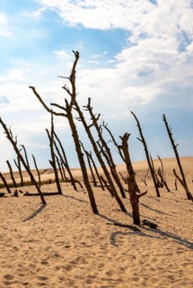 Dead trees, Slovincian National Park, Slowinski Park Narodowy, Poland, Europe