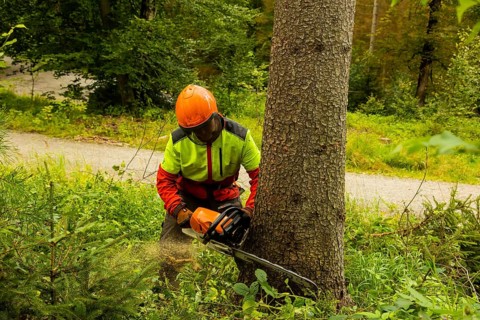 Press event forest damage