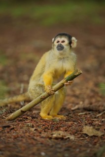 Common squirrel monkey (Saimiri sciureus), juvenile, stick, hold, look, high, above, ground,
