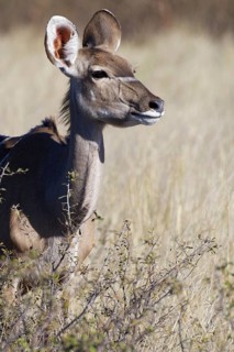 Greater kudu (Tragelaphus strepsiceros), adult female standing behind the shrubs, eye contact,
