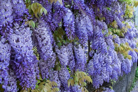 Chinese wisteria (Wisteria sinensis)