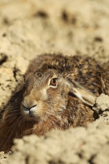 European hare (Lepus europaeus) securing itself in a field furrow, Lower Austria, Austria, Europe