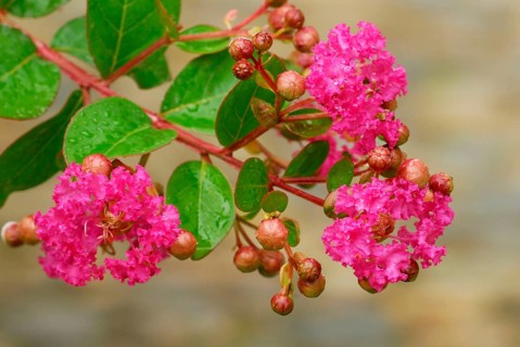 Crepe myrtle (Lagerstroemia indica), Indian lager myrtle, Chinese curly myrtle, Lythraceaee