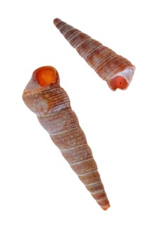 Common pelican foot, Common pelican feet, Other animals, Shells, Animals, Molluscs, Turret-shell,