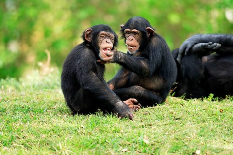 Chimpanzees (Pan troglodytes), young
