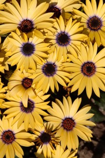 Cape daisy (Osteospermum)