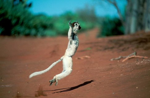 Verreaux's Sifaka (Propithecus verreauxi), Berenty, Madagascar, side, Africa