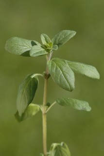 Marjoram (Origanum majorana) leaves