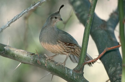 Gambel's Quail (Callipepla gambelii), female, Sonora desert, Arizona, USA, Helmwachtel, weiblich,
