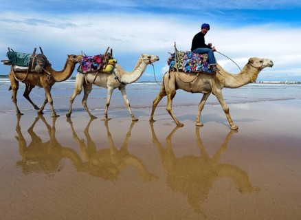 Morocco, dromedary driver, beach, Essaouira, Africa