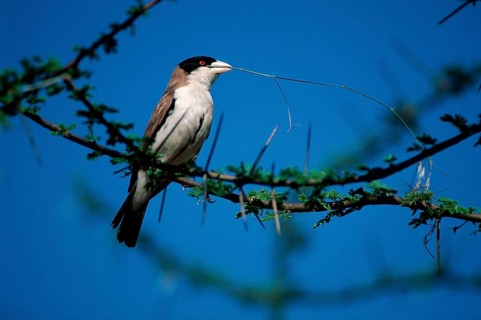 Black-capped social weaver, Samburu Game Reserve (Pseudonigrita cabanisi), Kenya, Africa