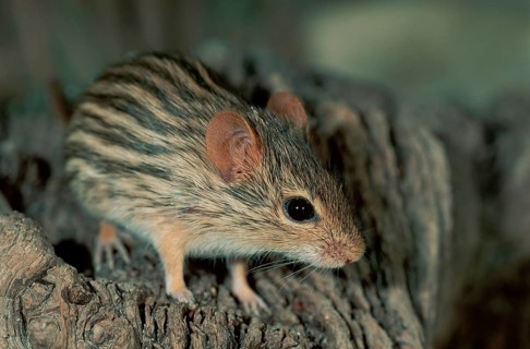 Striped barbary striped grass mouse (Lemniscomys barbarus)