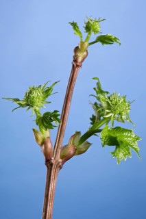 Guelder rose (Viburnum opulus), water elder, cramp bark, guelder rose buds with new leaves