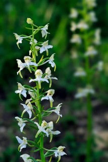 Greater butterfly orchid (Platanthera chlorantha) (Platanthera montana) in flower