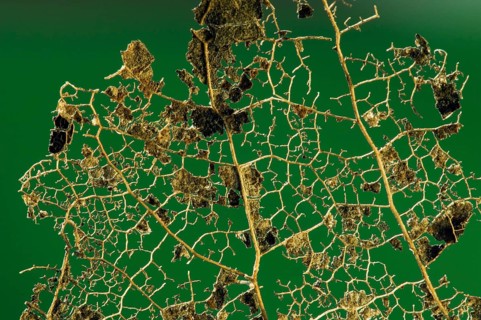 European beech (Fagus sylvatica), Common beech leaf skeleton showing remaining veins, xylem,