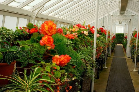 Greenhouse with begonias (Begonia hybrid), Begoniaceae (Begoniaceae) West Dean Garden, West Sussex,