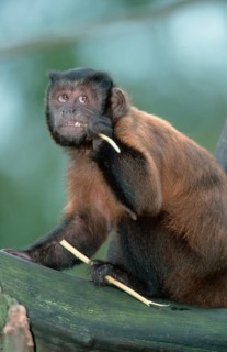 Weeper Capuchin Monkey (Cebus Nigrivittatus), Wedge-capped Capuchin