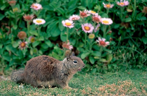 Californian Ground Squirrel, Beechey's, Monterey, California, USA, California california ground