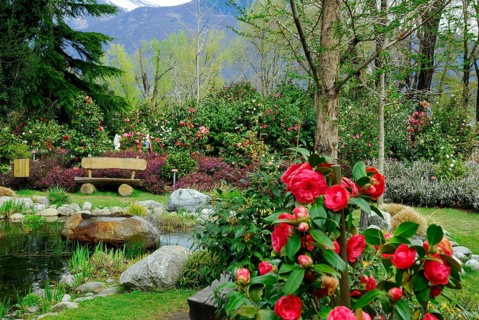 Camellia Park (Theaceae), Locarno, Ticino, Switzerland, Europe