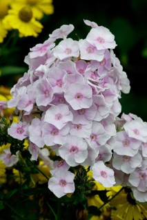 Phlox (Phlox paniculata), Flammenblume, Blumen, flowers, Gartenpflanzen, garden plants,