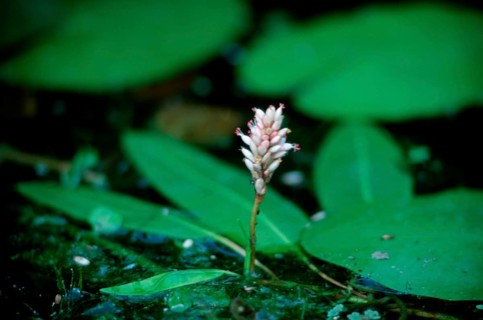 Water knotweed (Polygonum amphibium)