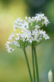 Chinese Chives (Allium tuberosum)