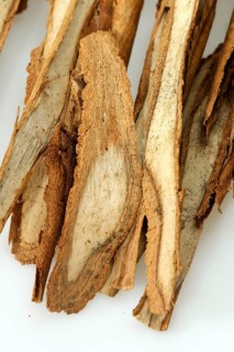 True cinnamon tree (Cinnamomum verum)