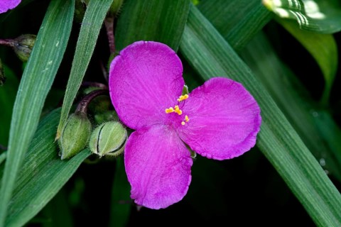Spiderwort (Tradescantia), Commelinaceae