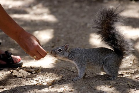 Arizona Grey Squirrel (Sciurus arizonensis) beeing feeded, Arizona, USA, North America