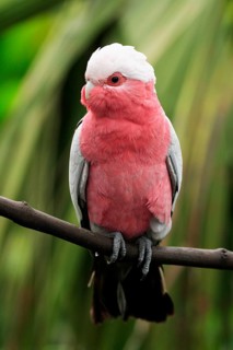Rose Cockatoo (Eolophus roseicapillus) (Cacatua roseicapilla), Galah, Australia, Oceania