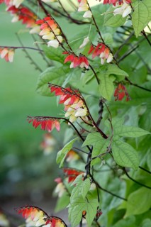 Firecracker Vine (Quamoclit lobata) (Ipomoea quamoclit)