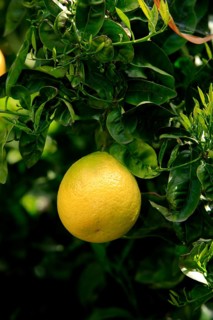 Grapefruits on the tree (Citrus grandis)