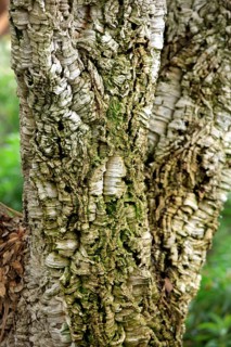 Cork oak (Quercus suber), California, USA, North America